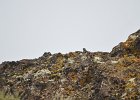 Zwarte roodstaart (black redstart) (Phoenicurus ochruros) - kloof bij Yolin Am 22-08-2016 (2)